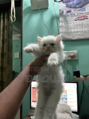 0-1 Month Female Purebred Persian