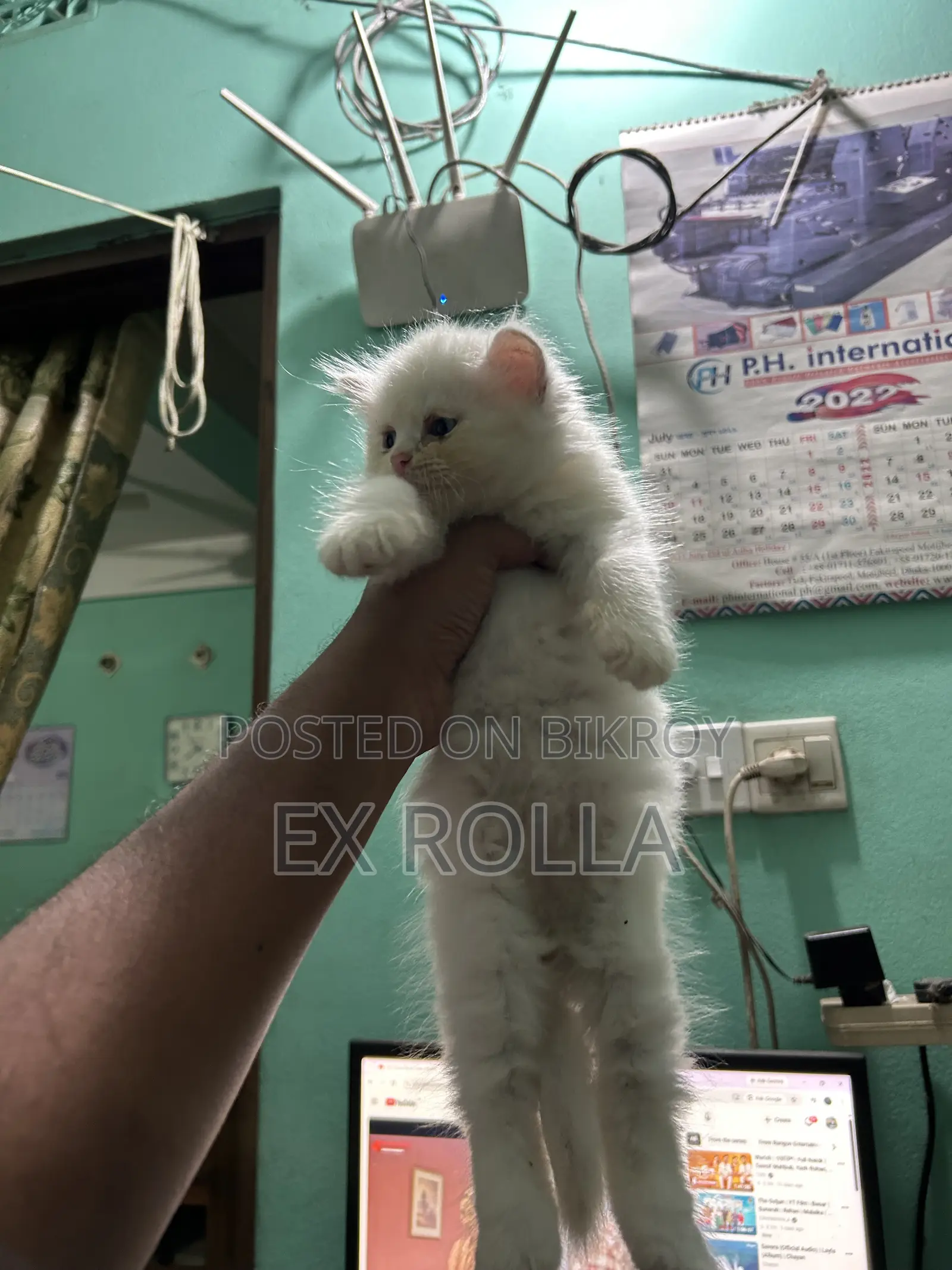 0-1 Month Female Purebred Persian