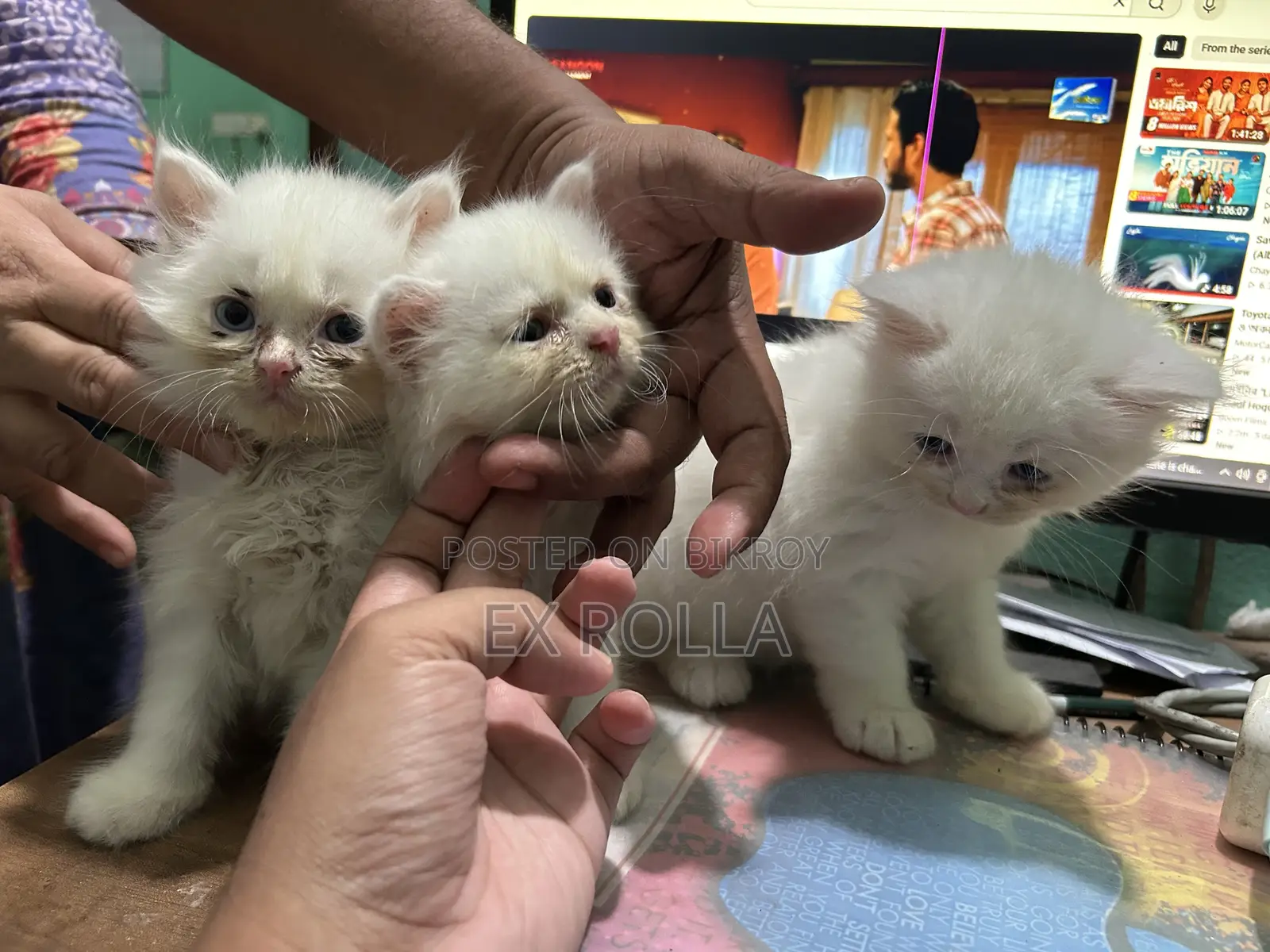 0-1 Month Female Purebred Persian