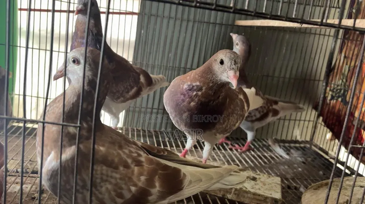 Home-bred Red Checker Pigeon - Red Checker Kobutor