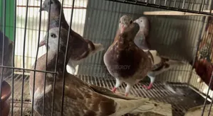 Home-bred Red Checker Pigeon - Red Checker Kobutor