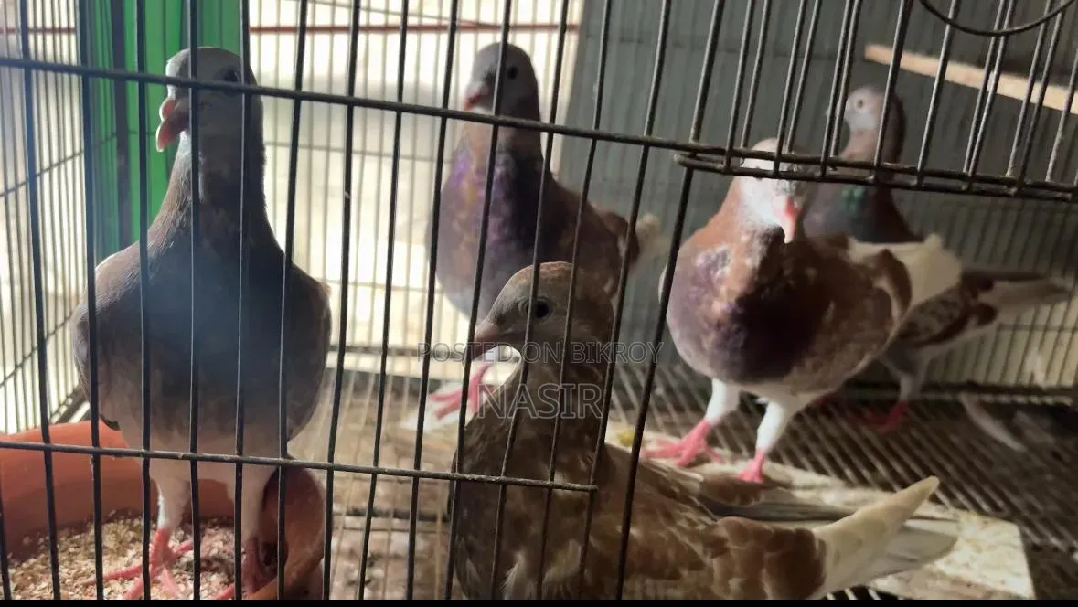 Home-bred Red Checker Pigeon - Red Checker Kobutor