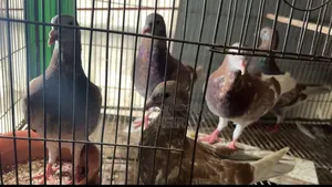 Home-bred Red Checker Pigeon - Red Checker Kobutor