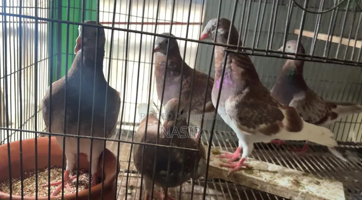 Home-bred Red Checker Pigeon - Red Checker Kobutor