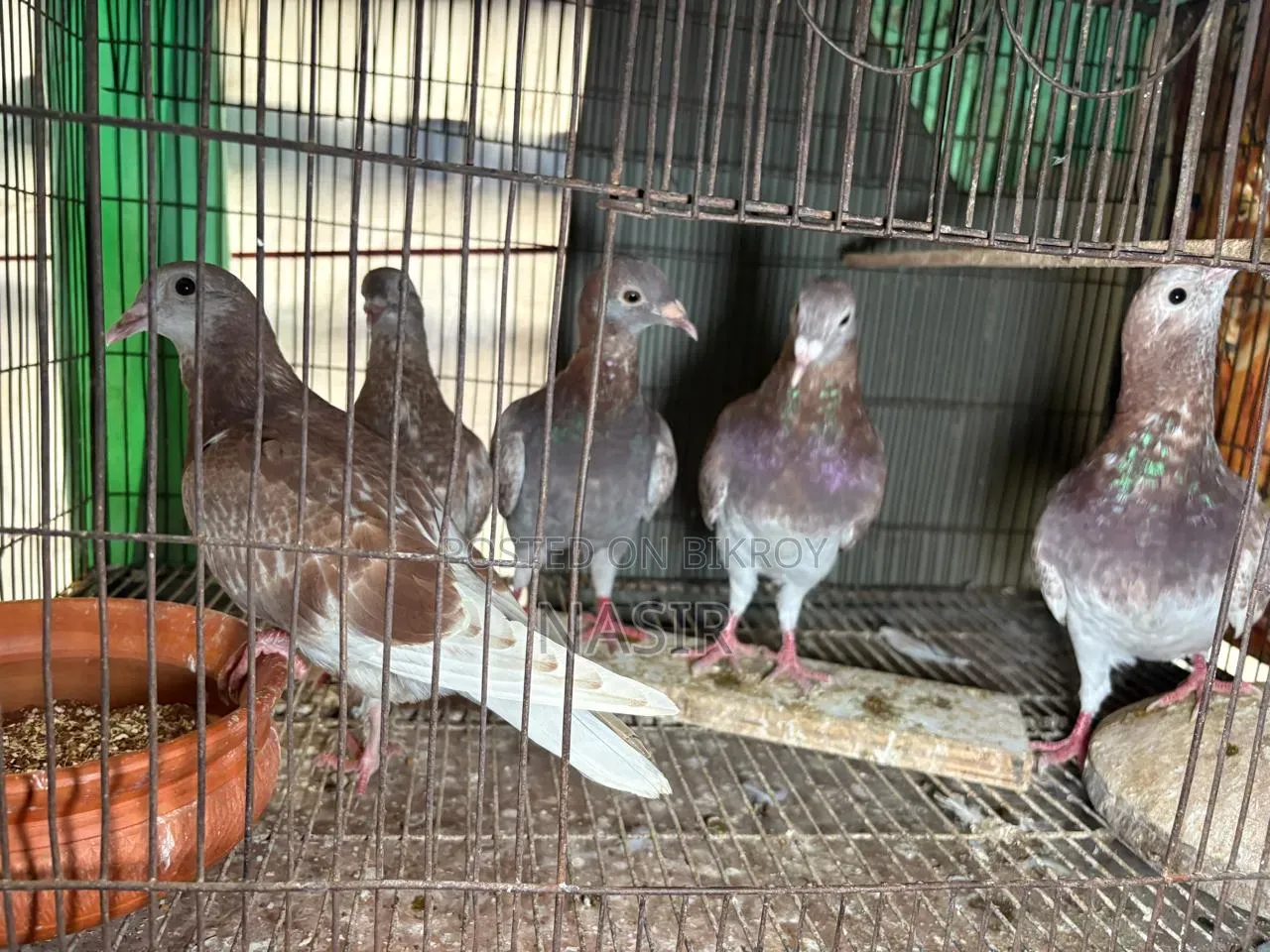 Home-bred Red Checker Pigeon - Red Checker Kobutor