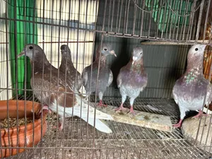 Home-bred Red Checker Pigeon - Red Checker Kobutor