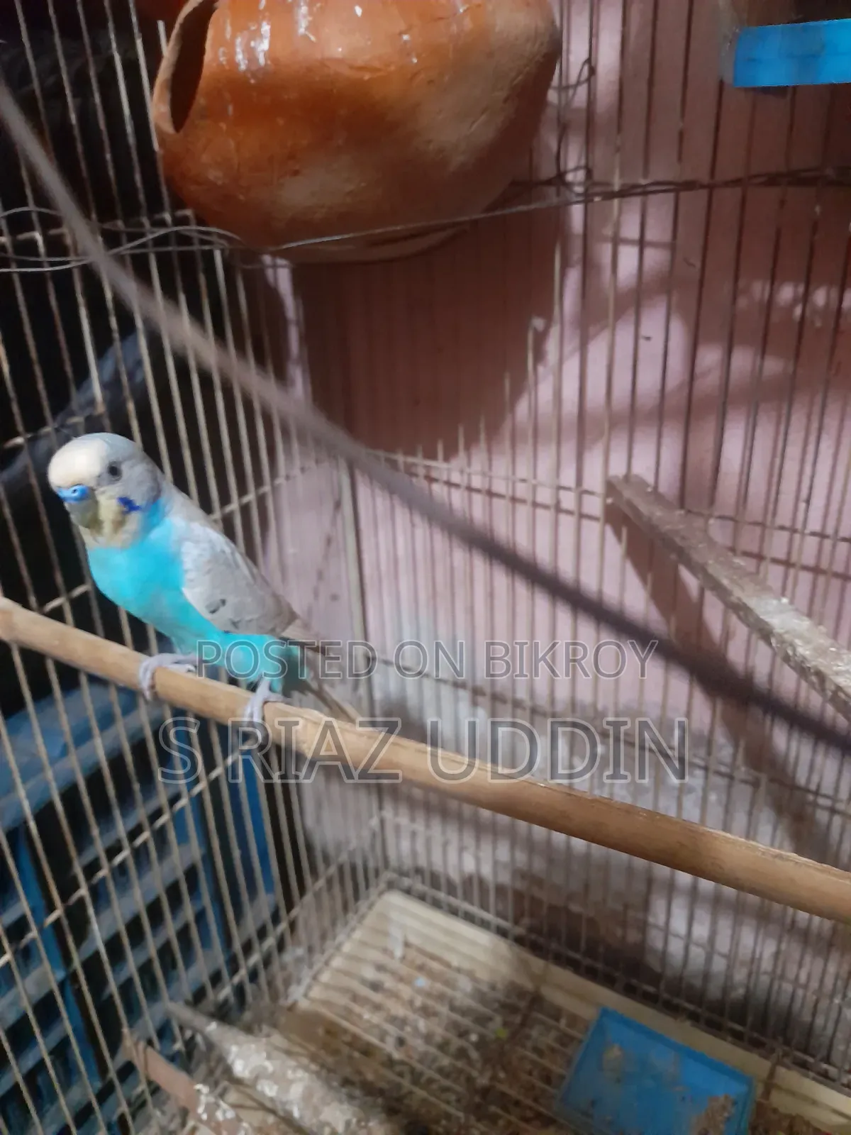 Two pairs of adult Budgie birds with eggs and chicks