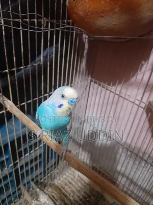 Two pairs of adult Budgie birds with eggs and chicks
