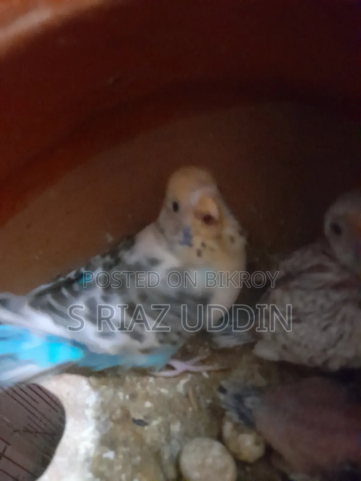 Two pairs of adult Budgie birds with eggs and chicks