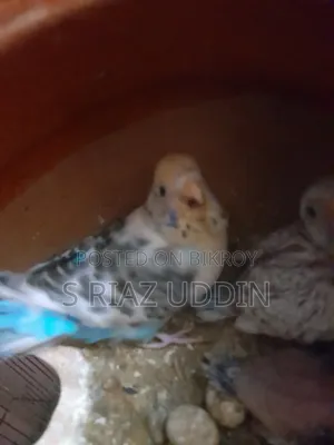 Two pairs of adult Budgie birds with eggs and chicks