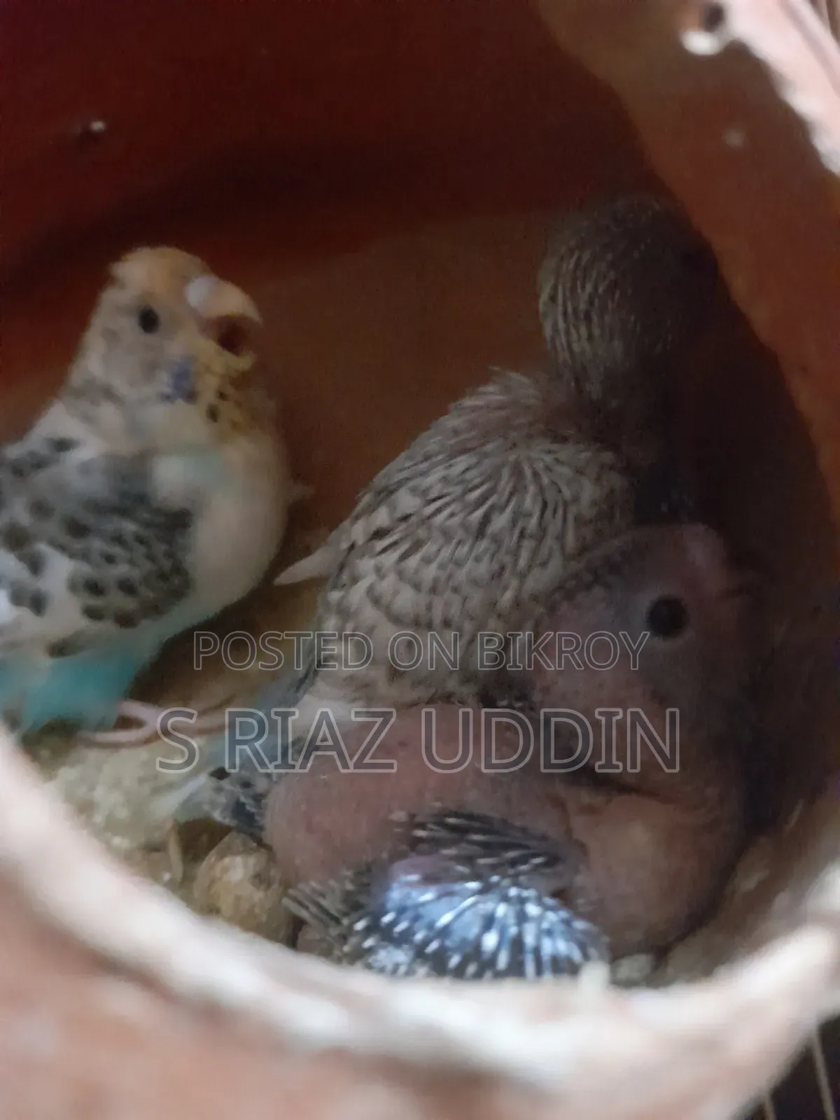 Two pairs of adult Budgie birds with eggs and chicks