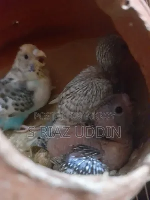Two pairs of adult Budgie birds with eggs and chicks