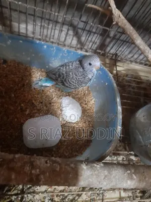 Two pairs of adult Budgie birds with eggs and chicks
