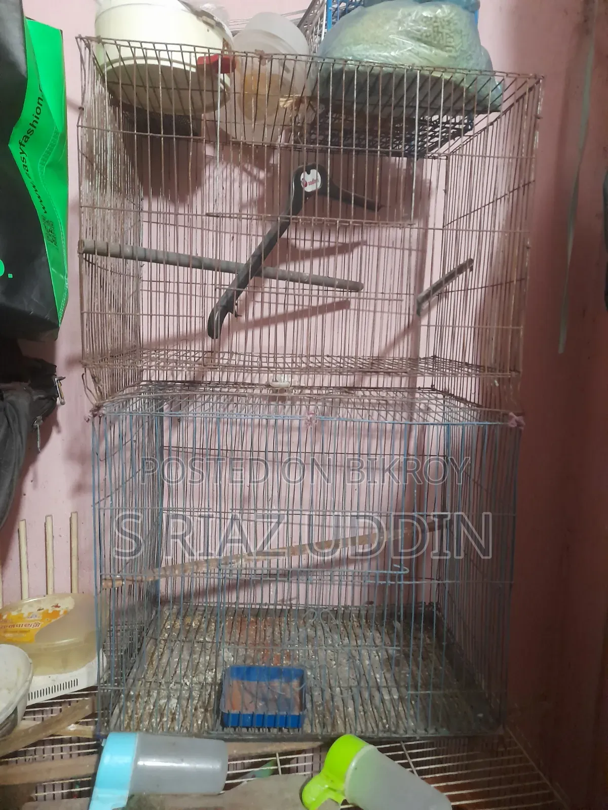 Two pairs of adult Budgie birds with eggs and chicks