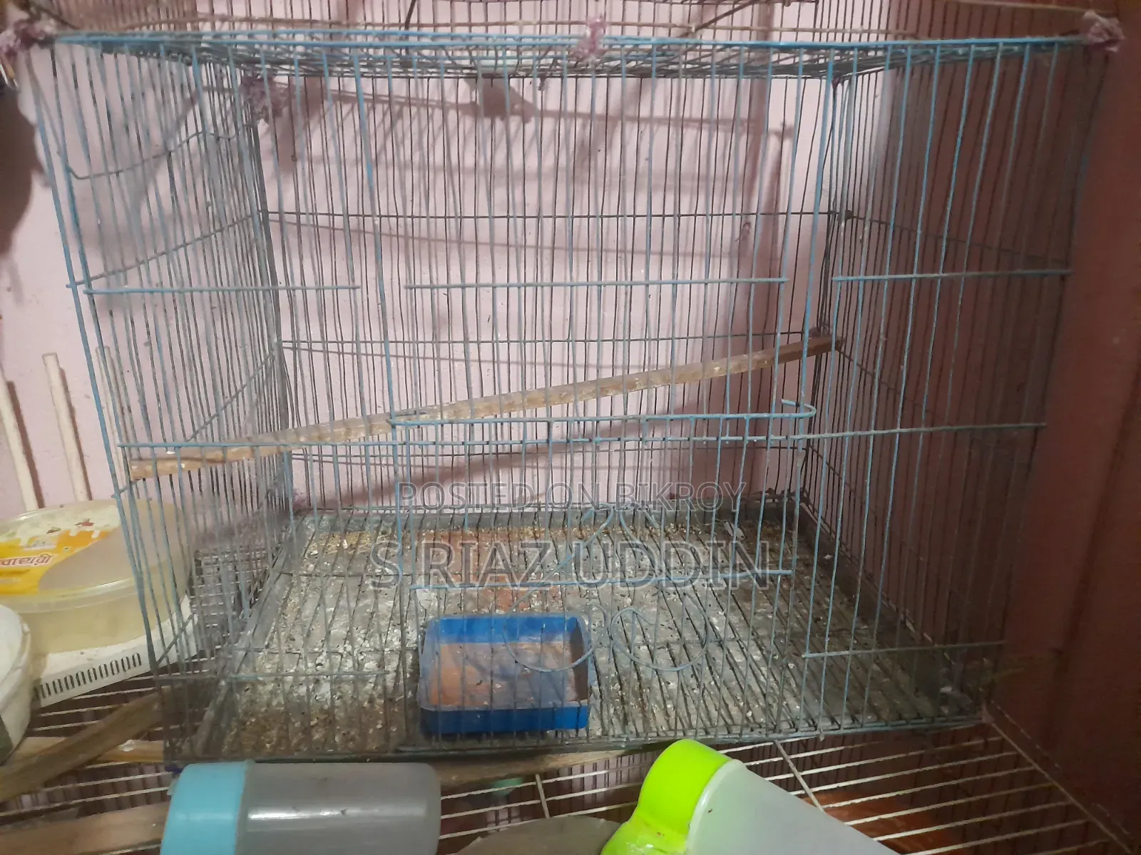 Two pairs of adult Budgie birds with eggs and chicks