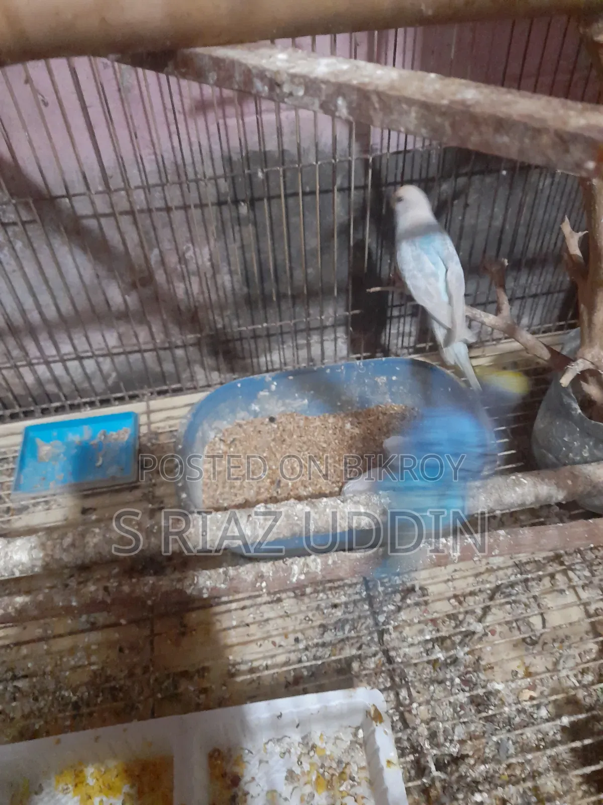 Two pairs of adult Budgie birds with eggs and chicks