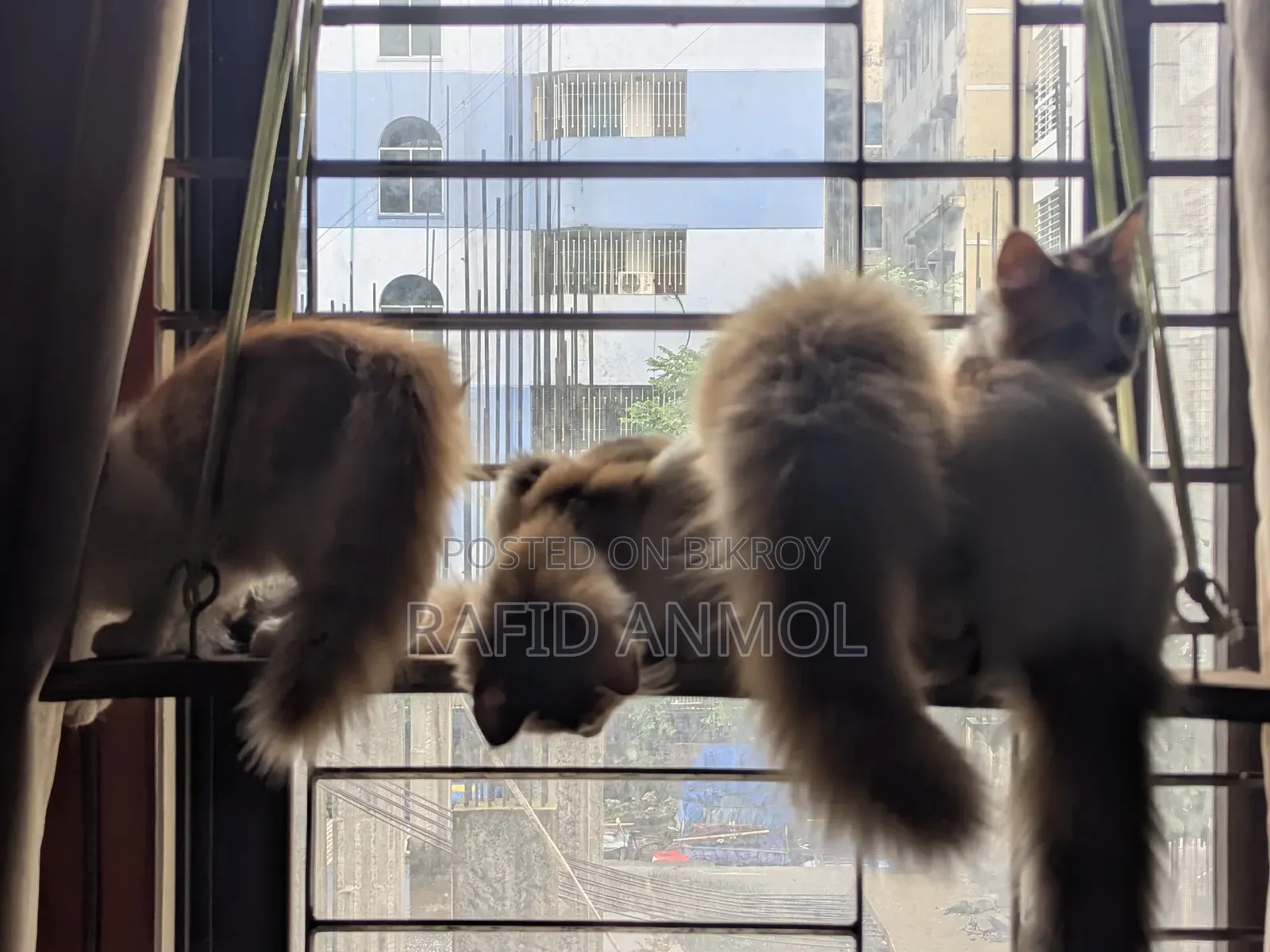 ১-৩ মাস বয়সী ফিমেল মিক্সড ব্রিড মেইন কুন