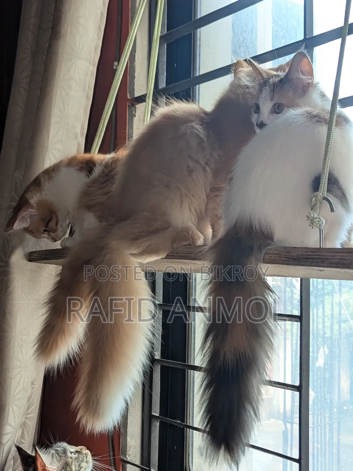 ১-৩ মাস বয়সী ফিমেল মিক্সড ব্রিড মেইন কুন