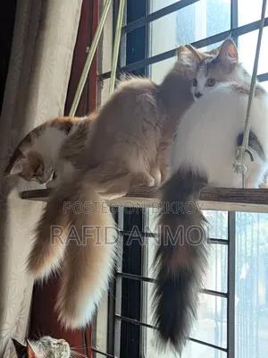 ১-৩ মাস বয়সী ফিমেল মিক্সড ব্রিড মেইন কুন