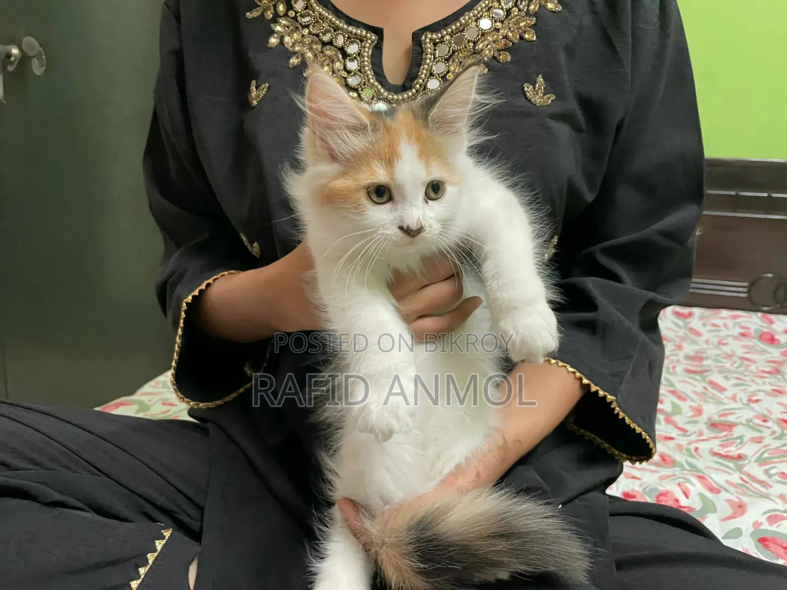 1-3 Months Female Mixed Breed Maine Coon