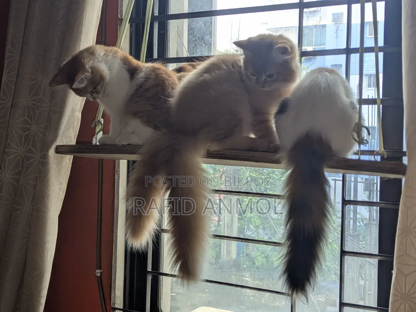 1-3 Months Female Mixed Breed Maine Coon