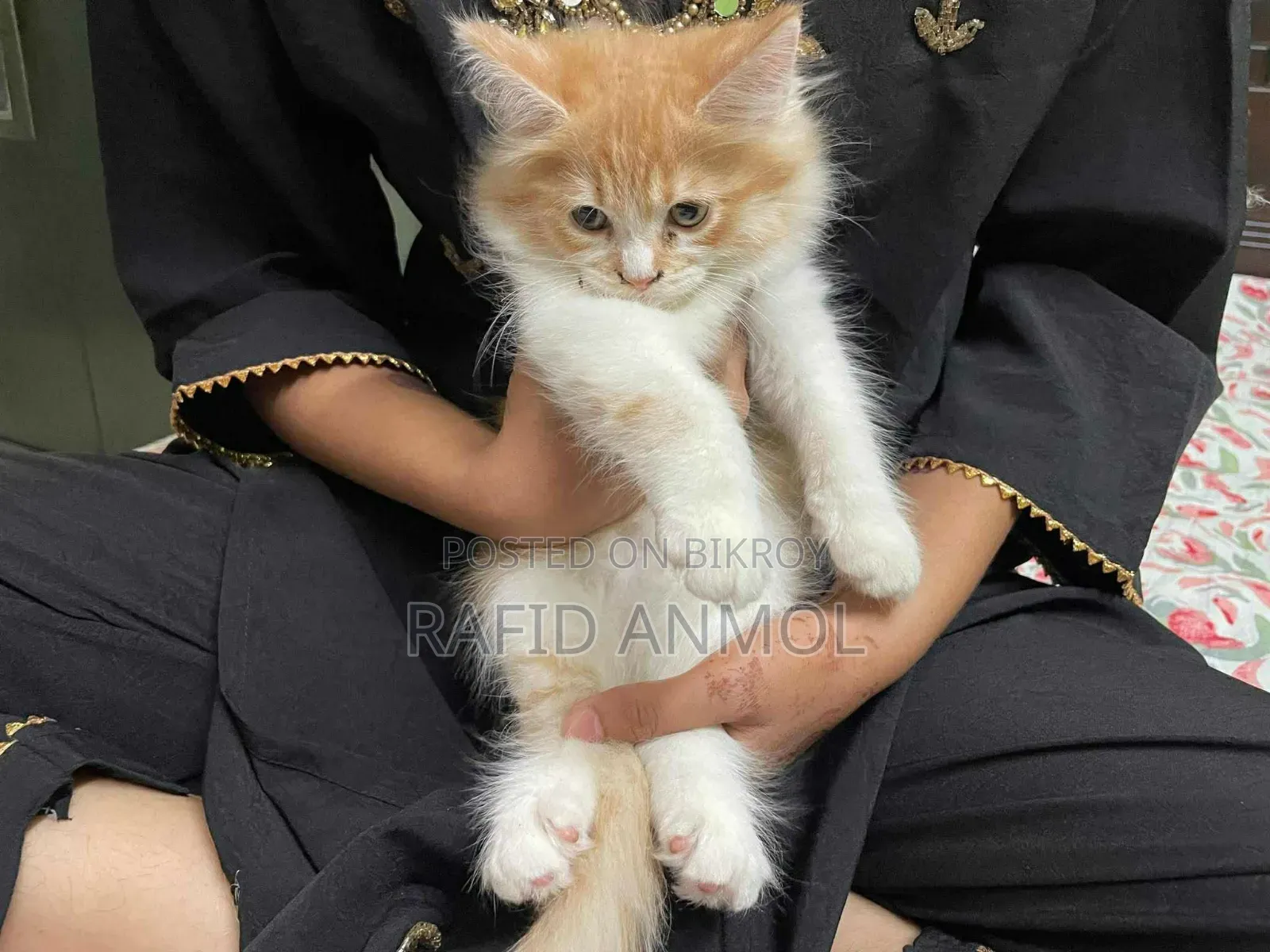 1-3 Months Male Mixed Breed Maine Coon