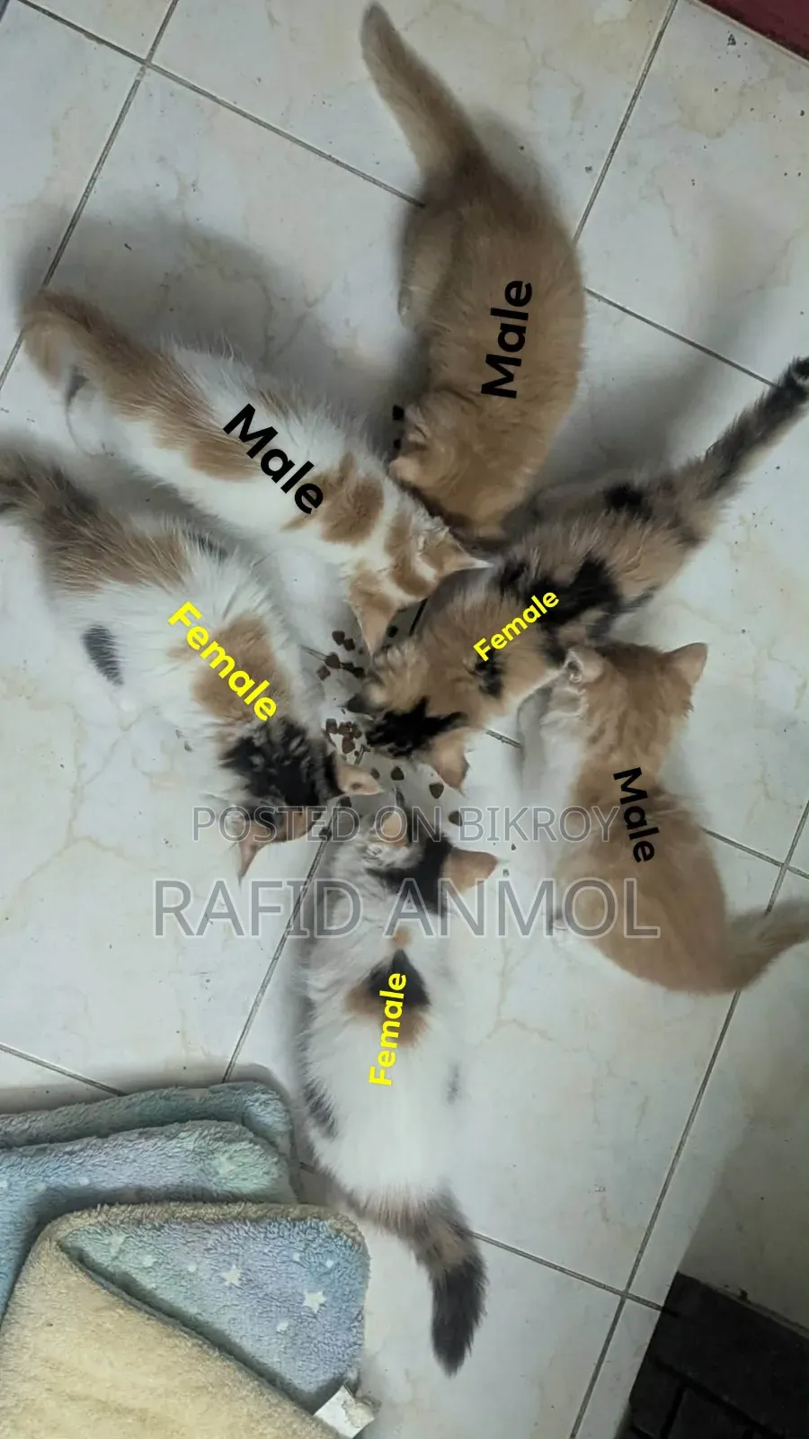 1-3 Months Male Mixed Breed Maine Coon