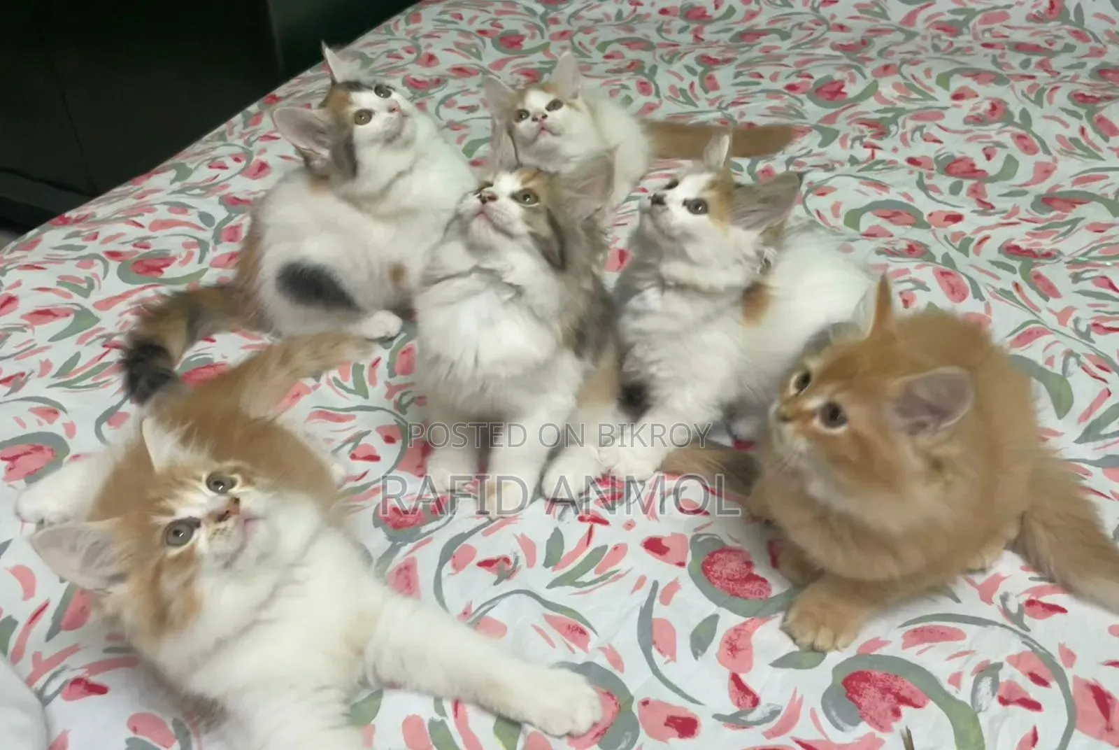 1-3 Months Male Mixed Breed Maine Coon
