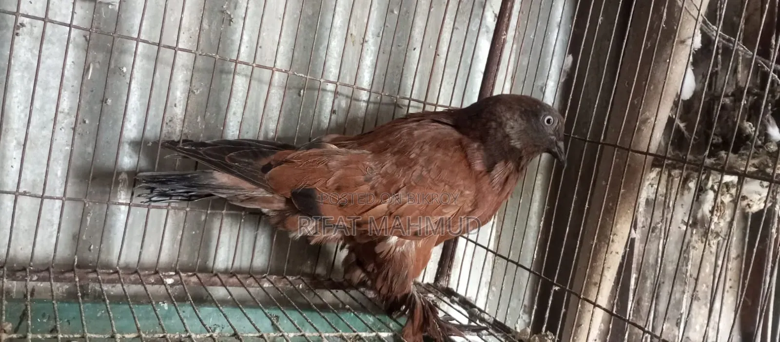 Pigeon