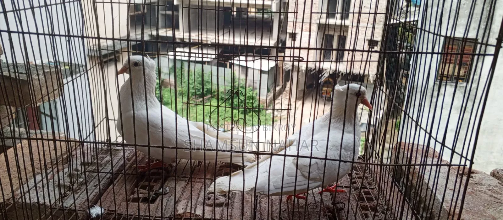 Cockatiel Pair