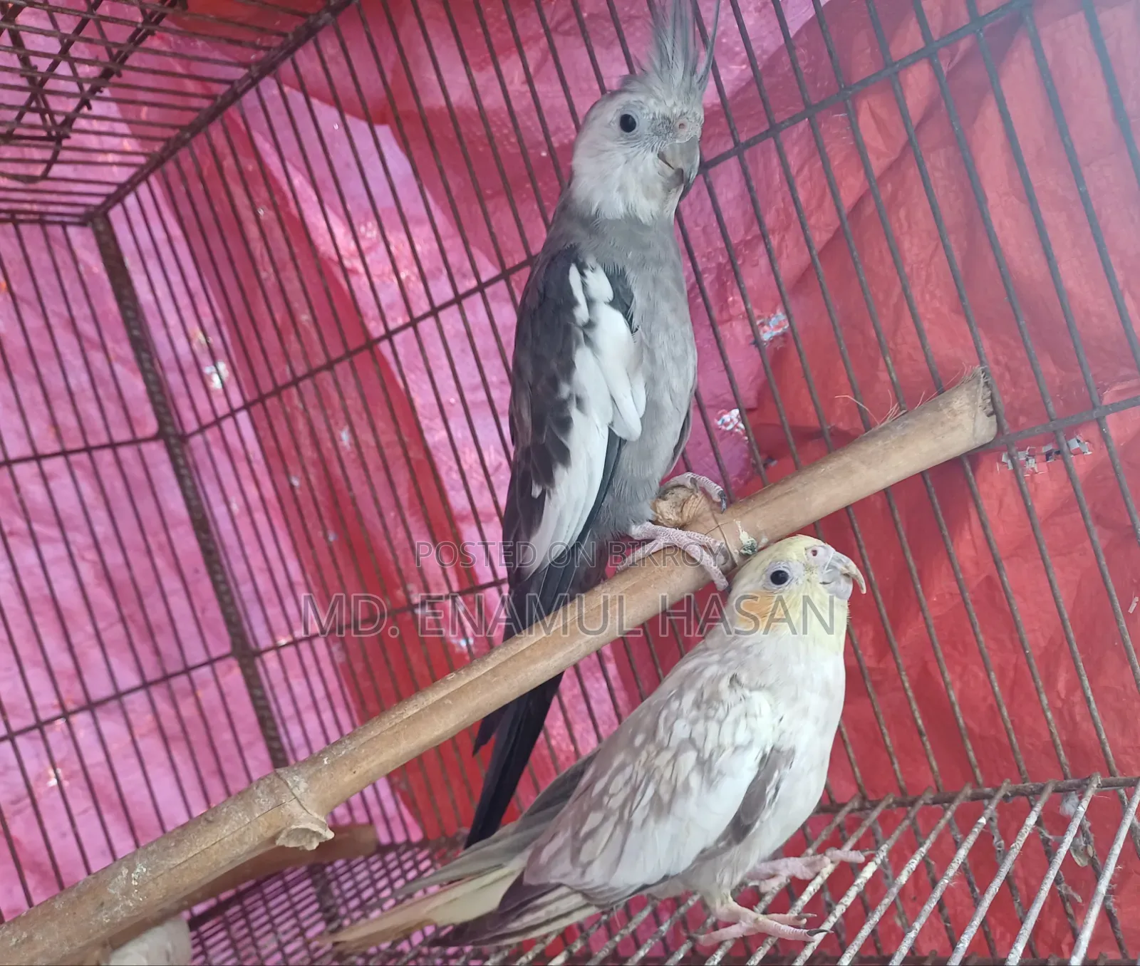 5 pieces of running Cockatiel birds and cage