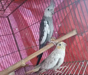 5 pieces of running Cockatiel birds and cage