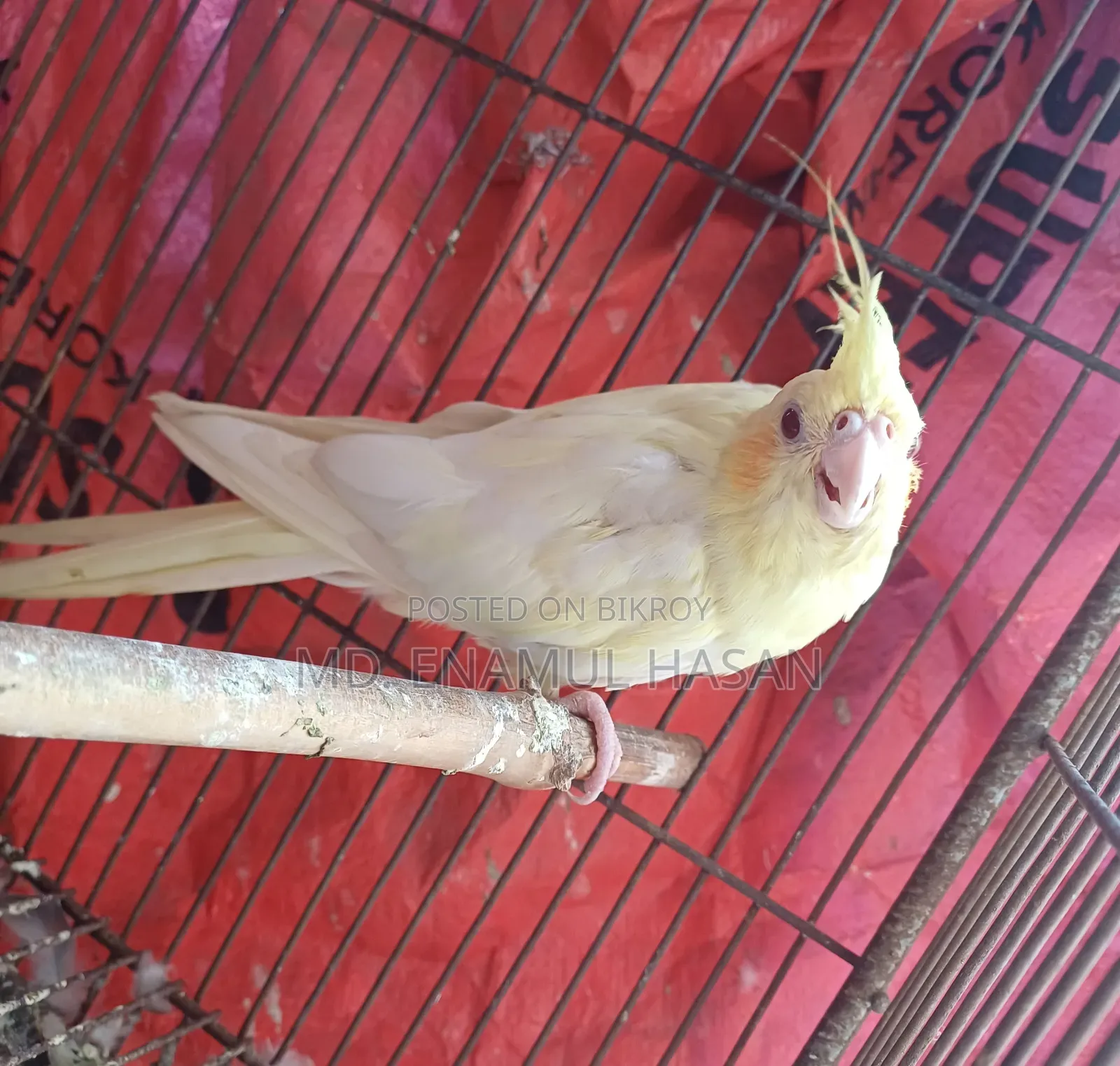 5 pieces of running Cockatiel birds and cage