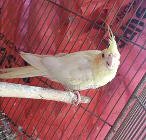 5 pieces of running Cockatiel birds and cage