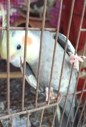 5 pieces of running Cockatiel birds and cage