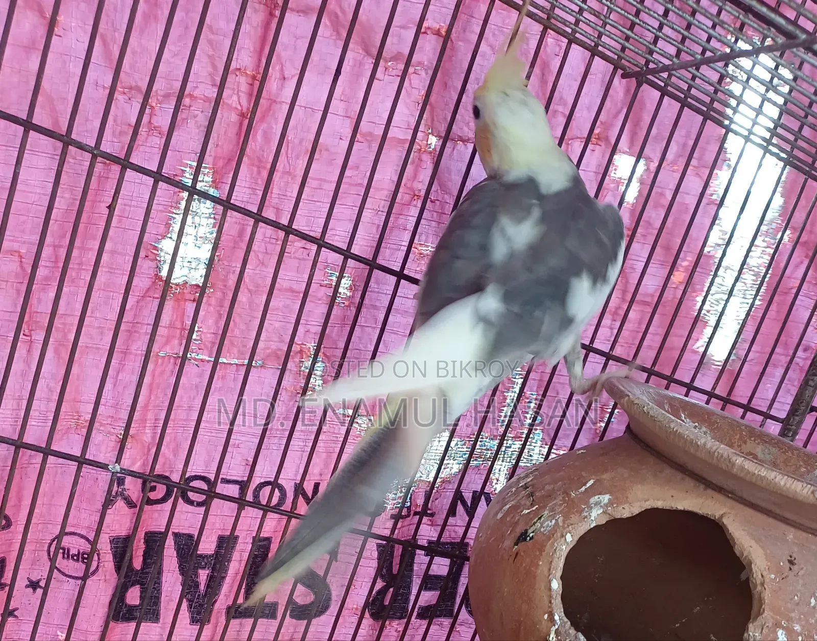5 pieces of running Cockatiel birds and cage