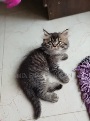 ১-৩ মাস বয়সী মহিলা বিশুদ্ধ জাতের পার্সিয়ান