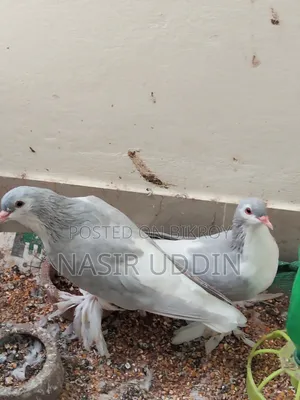 সিলভার সিরাজি রানিং