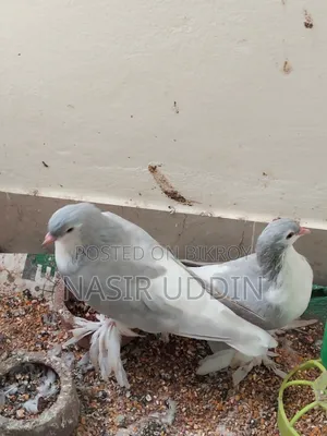 সিলভার সিরাজি রানিং