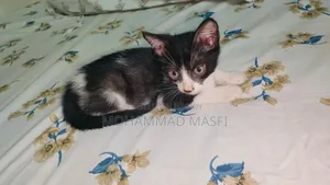 1-3 Months Male Mixed Breed Bengal