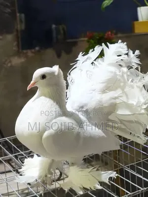 White Fantail