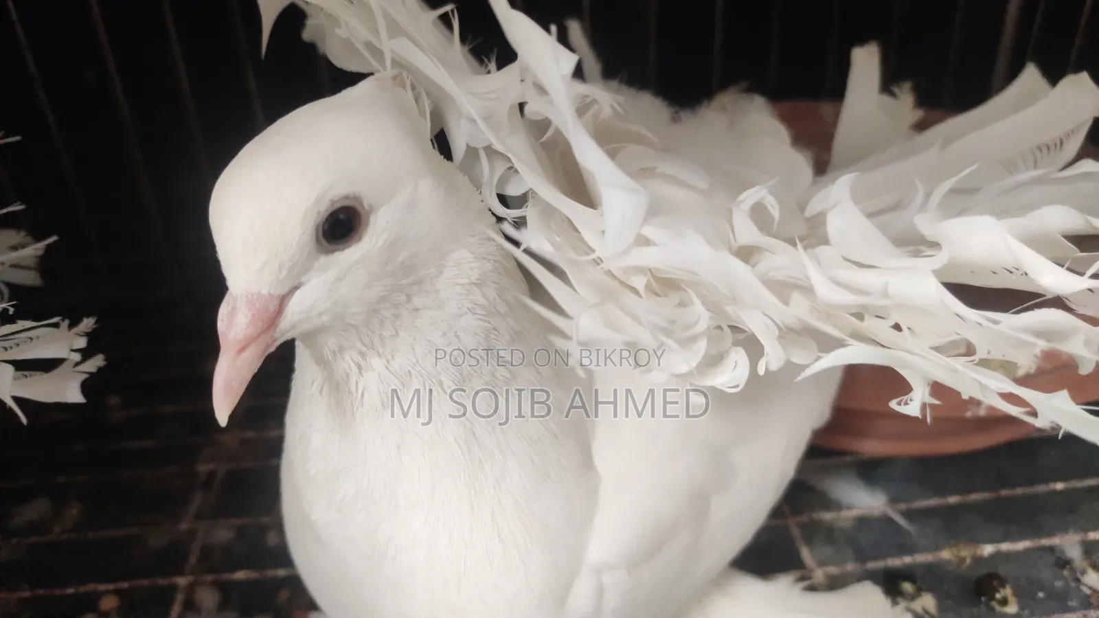 White Fantail
