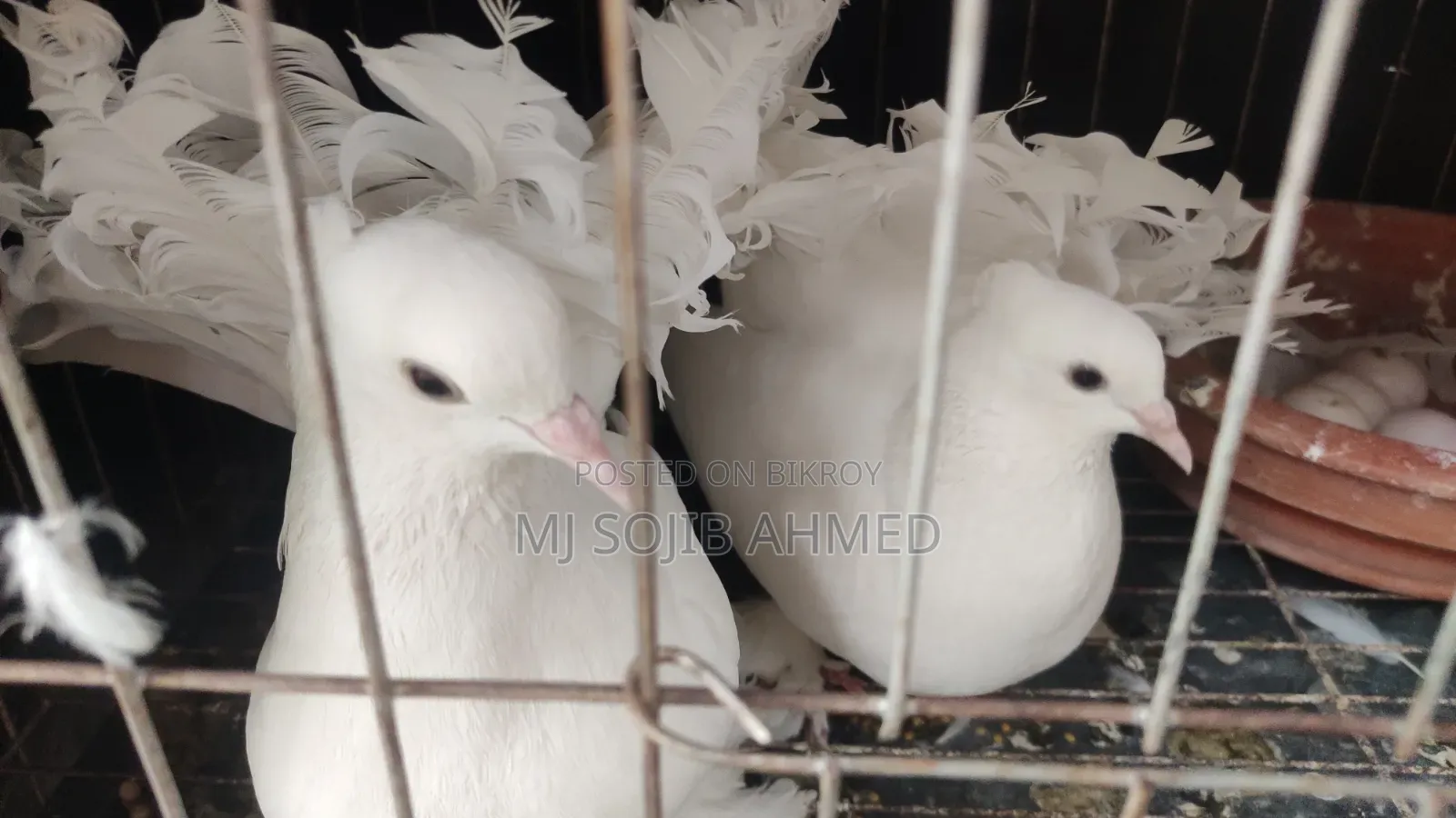 White Fantail