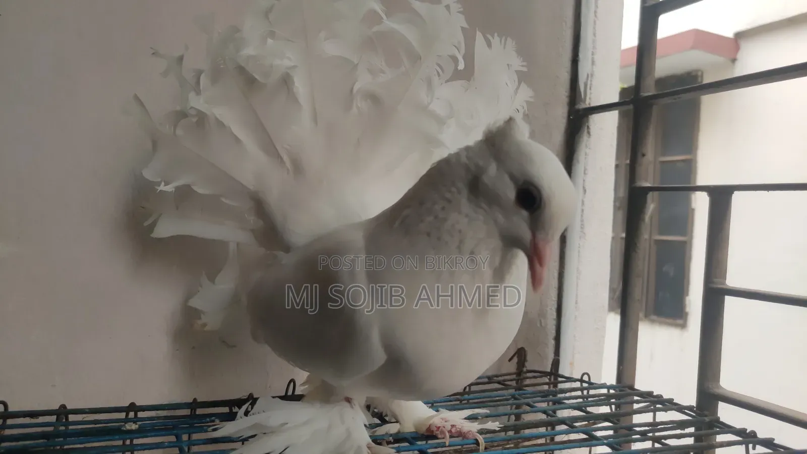 White Fantail