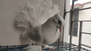 White Fantail