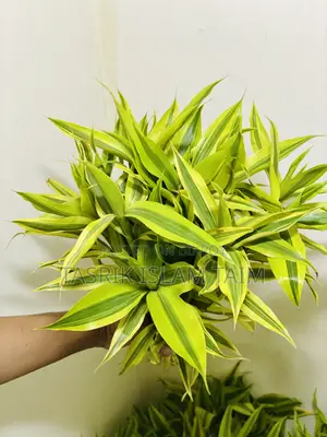 Lucky Bamnoo (Indoor Plant)
