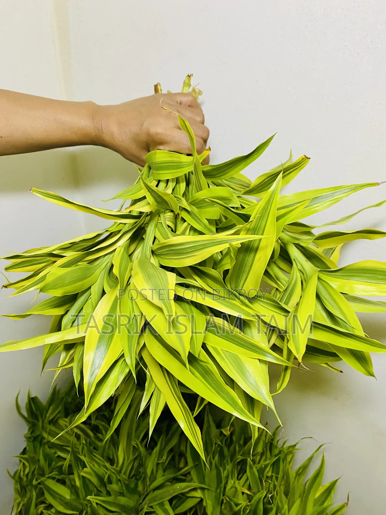 Lucky Bamnoo (Indoor Plant)