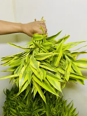 Lucky Bamnoo (Indoor Plant)