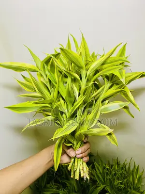 Lucky Bamnoo (Indoor Plant)
