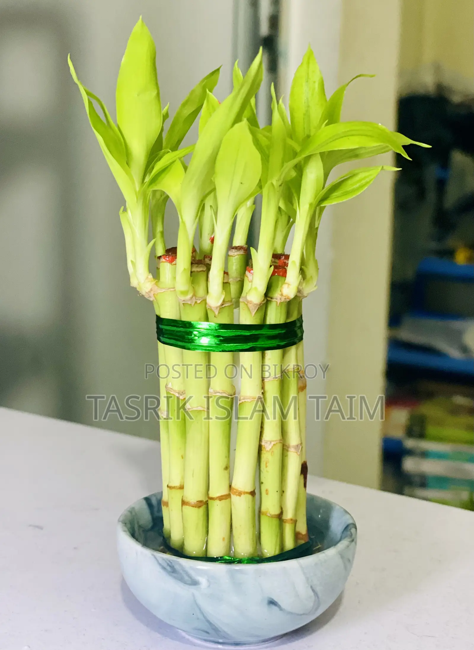 Lucky Bamnoo (Indoor Plant)